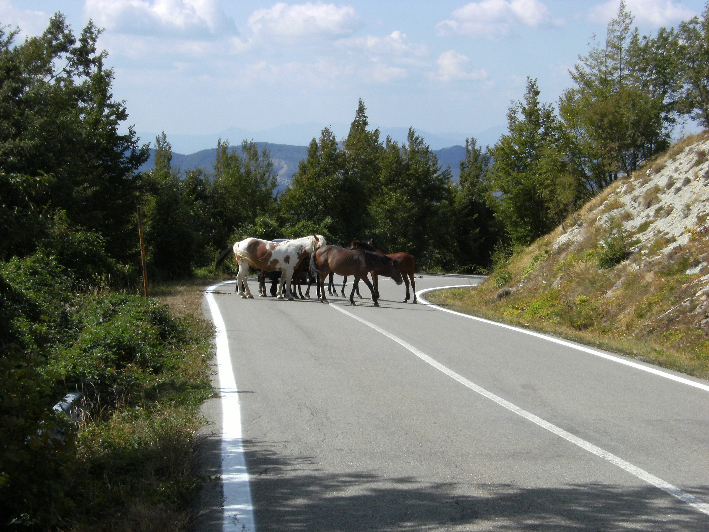 Parma Apennines: bucolic image.