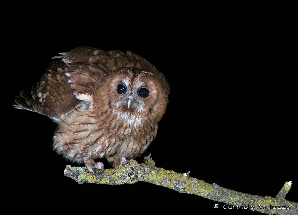 Ready for takeoff _Tawny Owl_