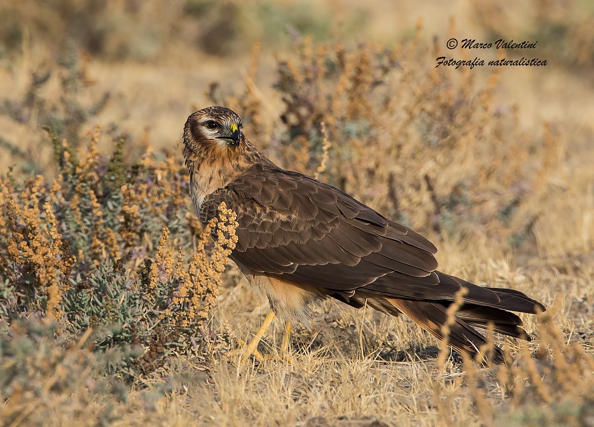 Young harrier