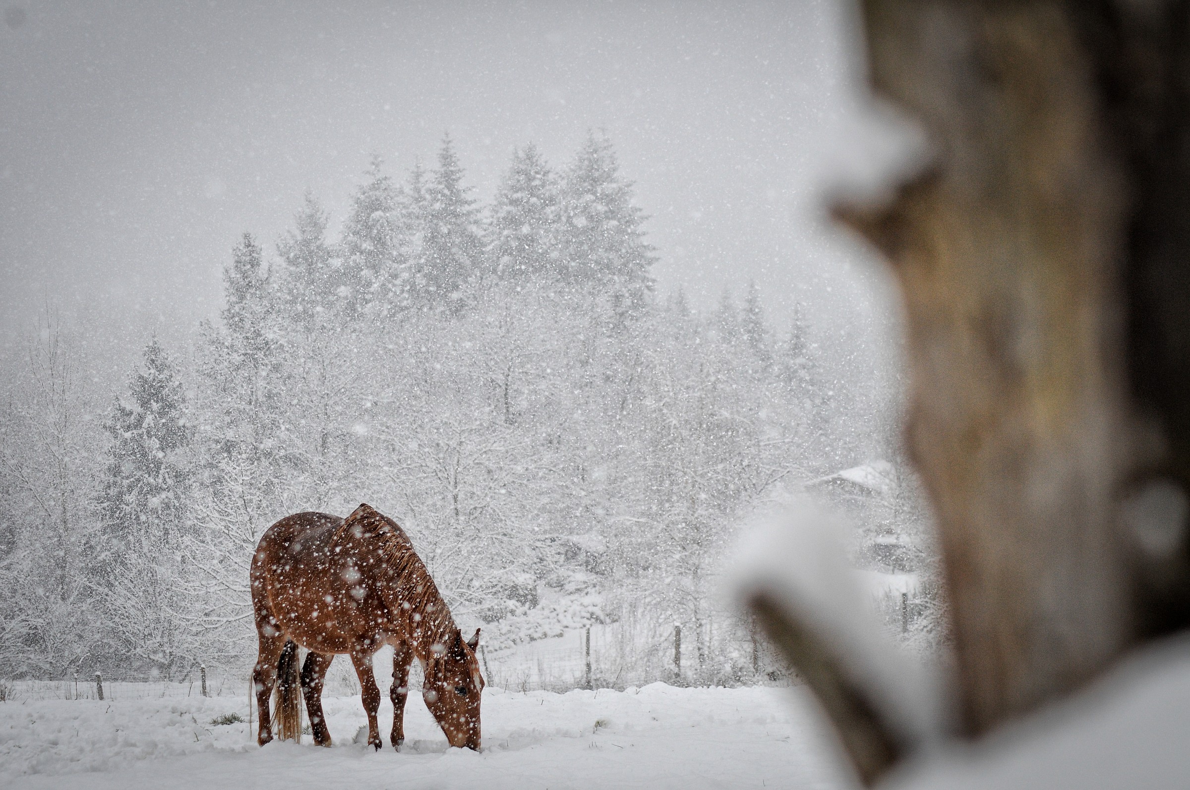 Horse in the snow