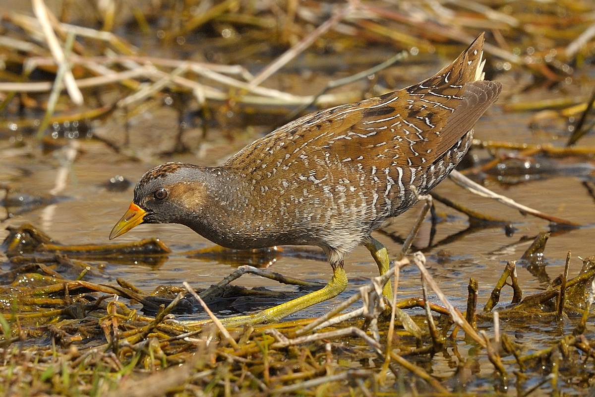 Voltolino vicinissimo