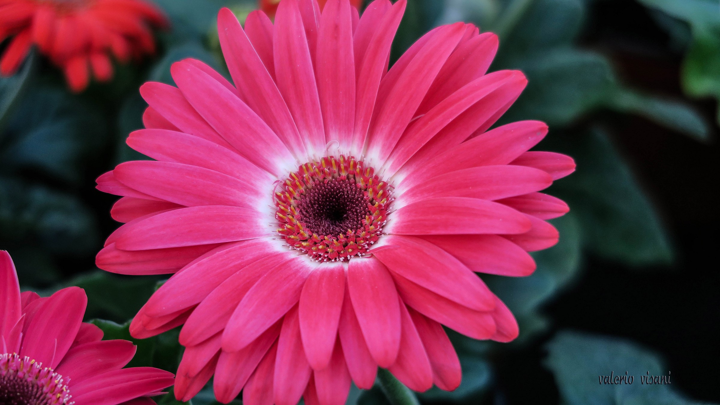 Gerbera