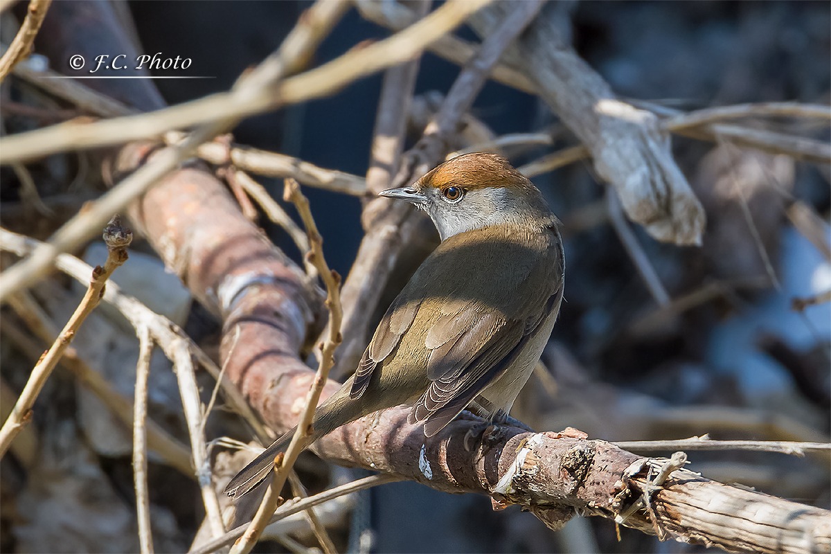 Blackcap female