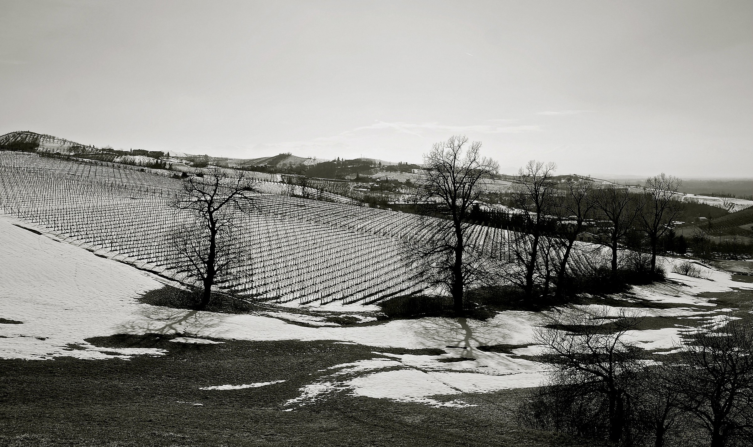 Vineyards near Dogliani