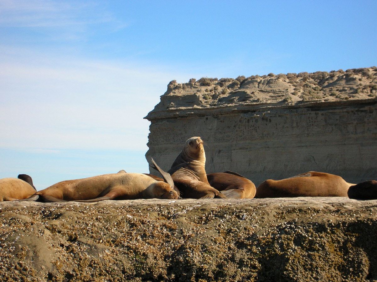 e' arrivato un rompiscatole