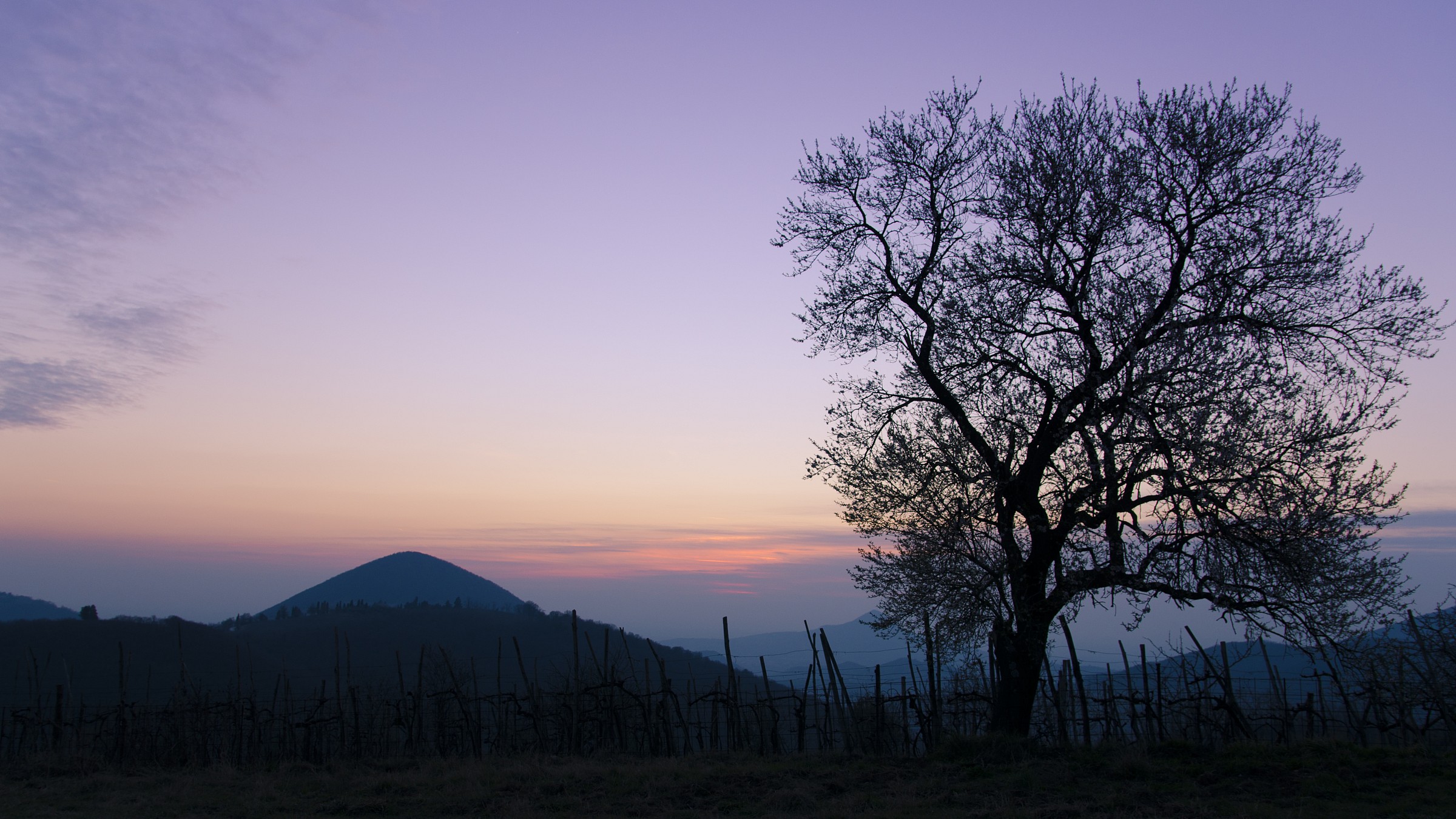Mandorlo al tramonto