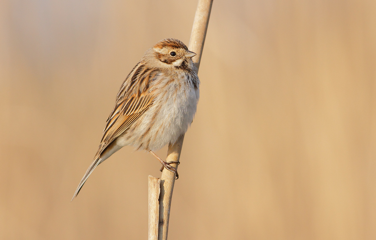 Reed Bunting