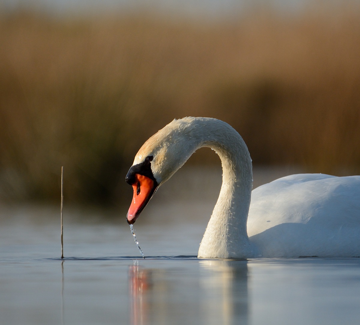 Cigno a pelo d'acqua