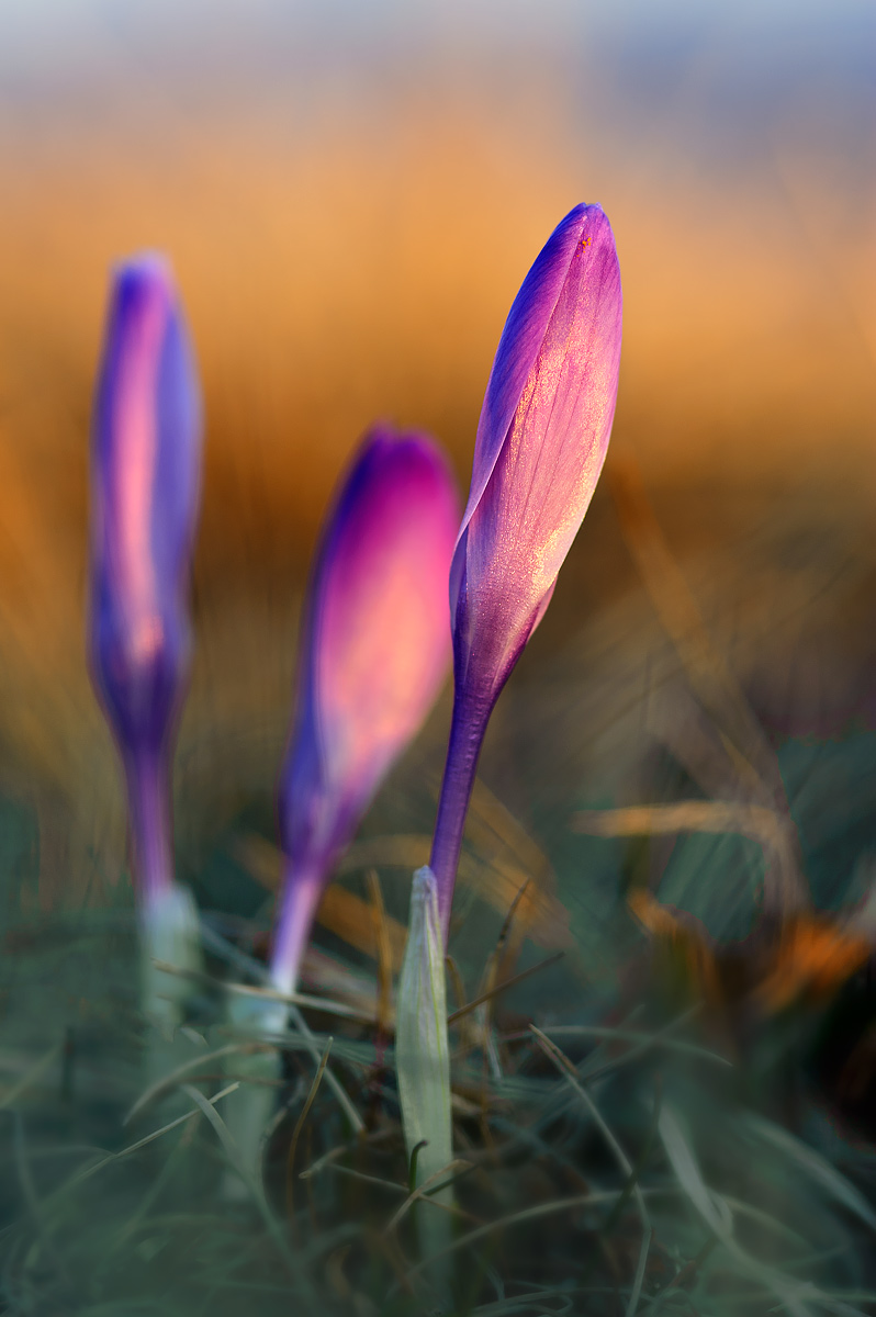 Crocus