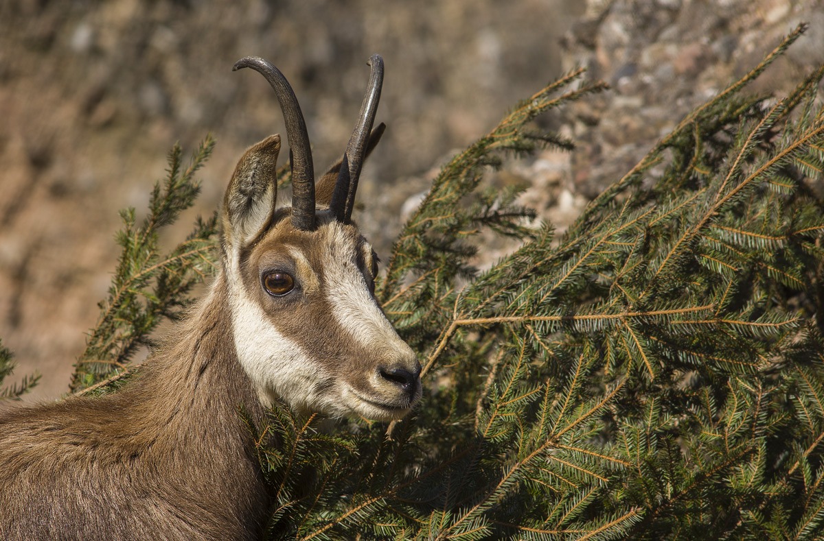 Chamois