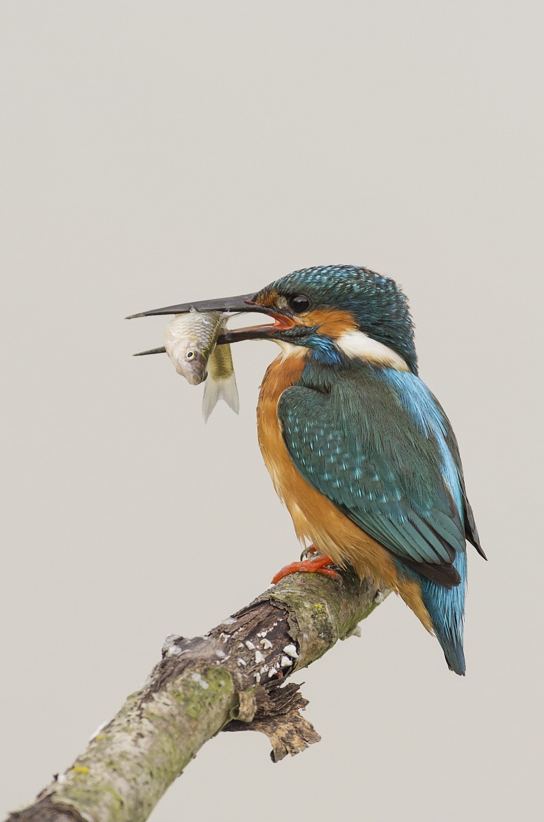 Kingfisher