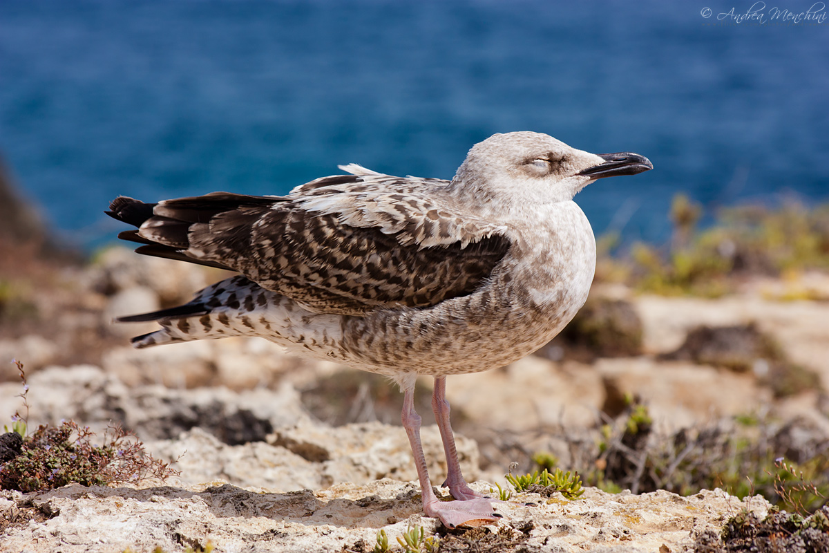 Gabbiano a Lampedusa