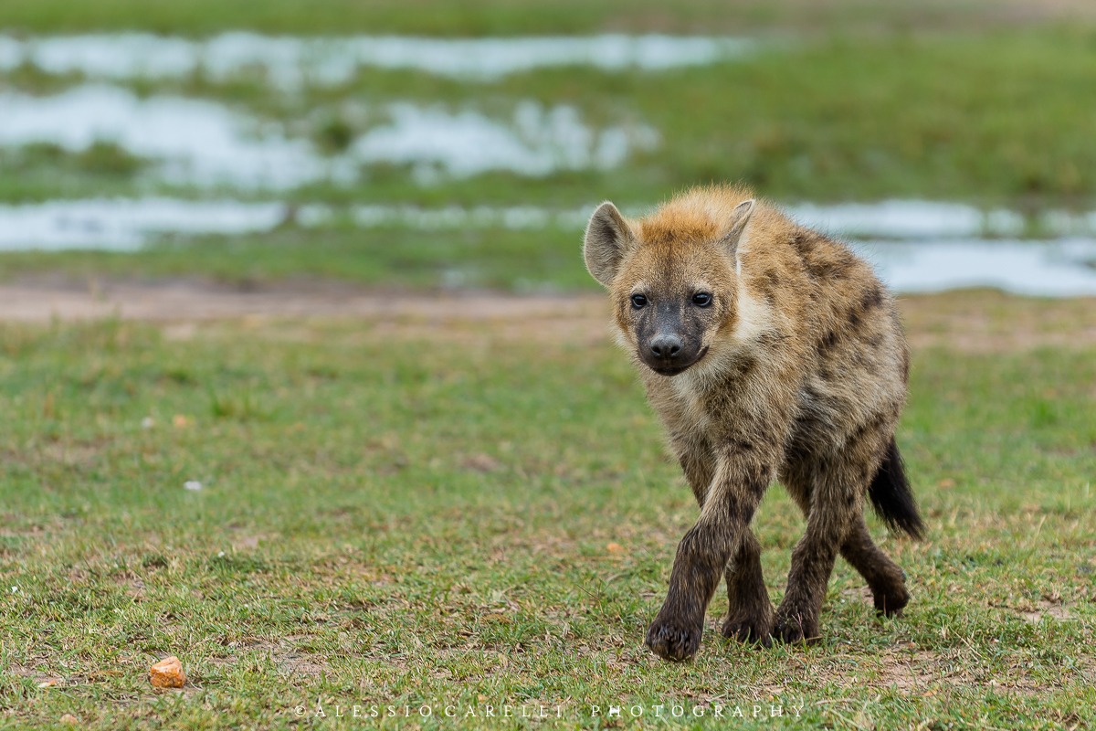 Hyena cub