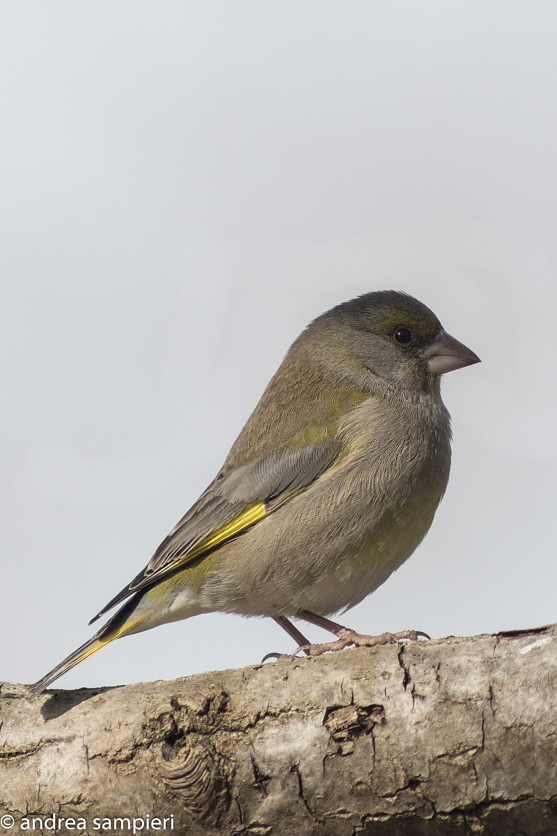 greenfinch