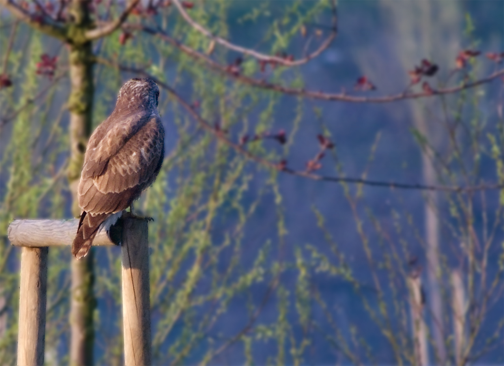 La Poiana viasta di spalle