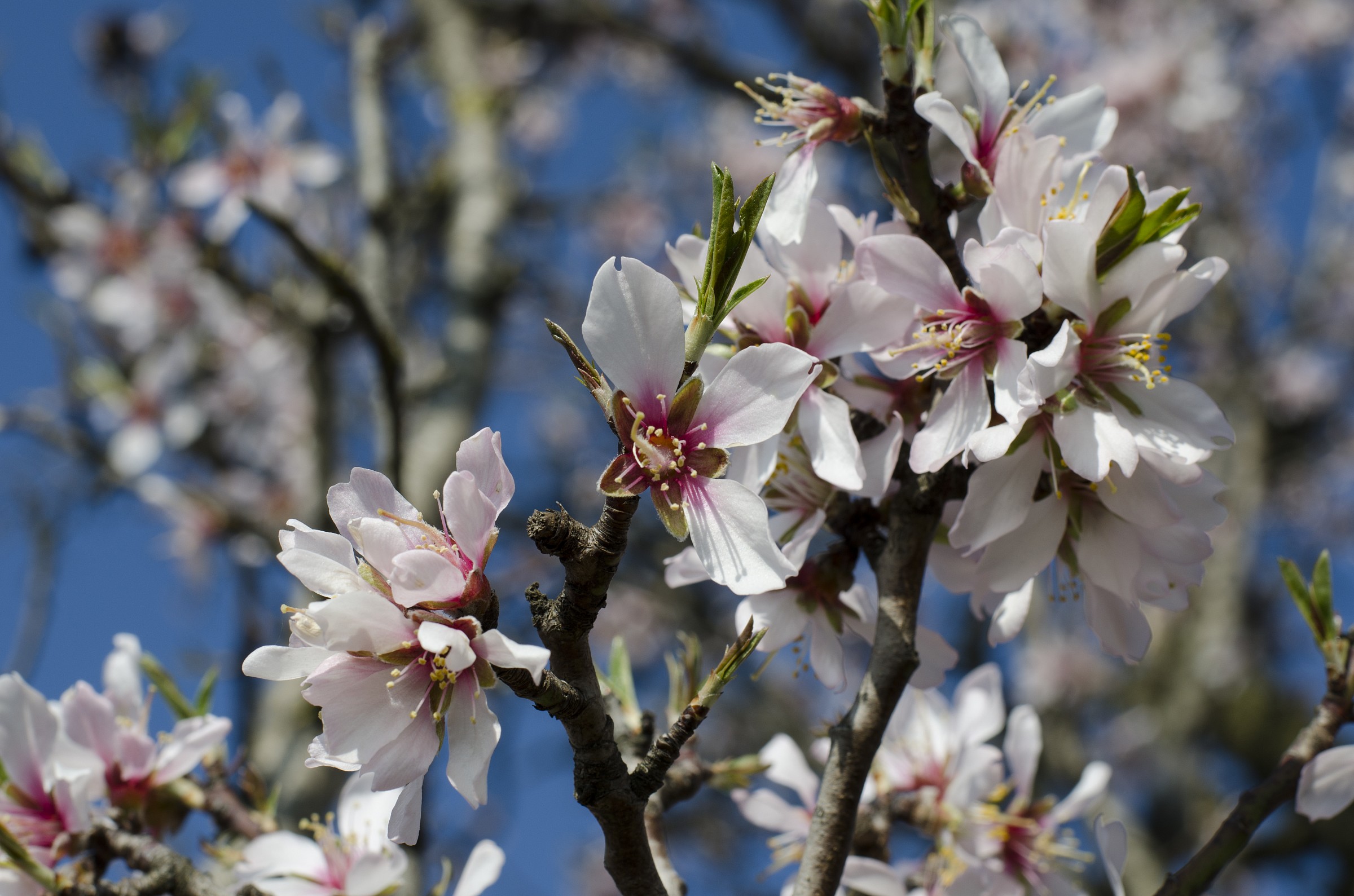 Mandorlo in fiore