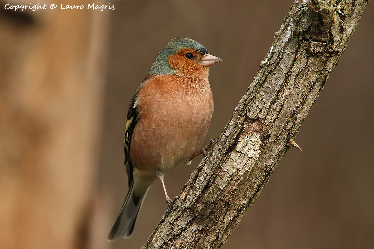 Fringuello sulle spine