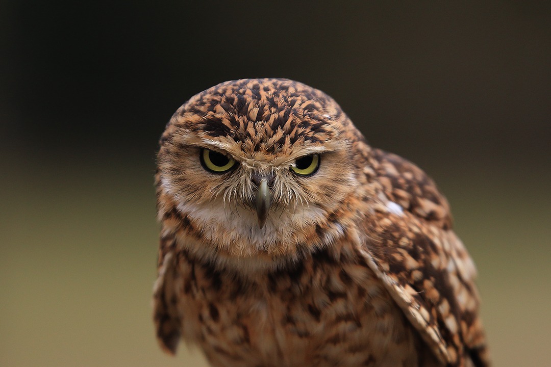 little owl
