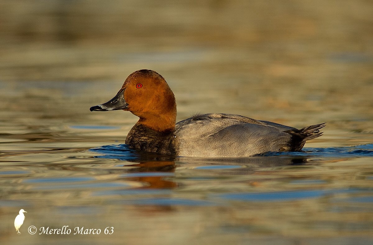 Pochard