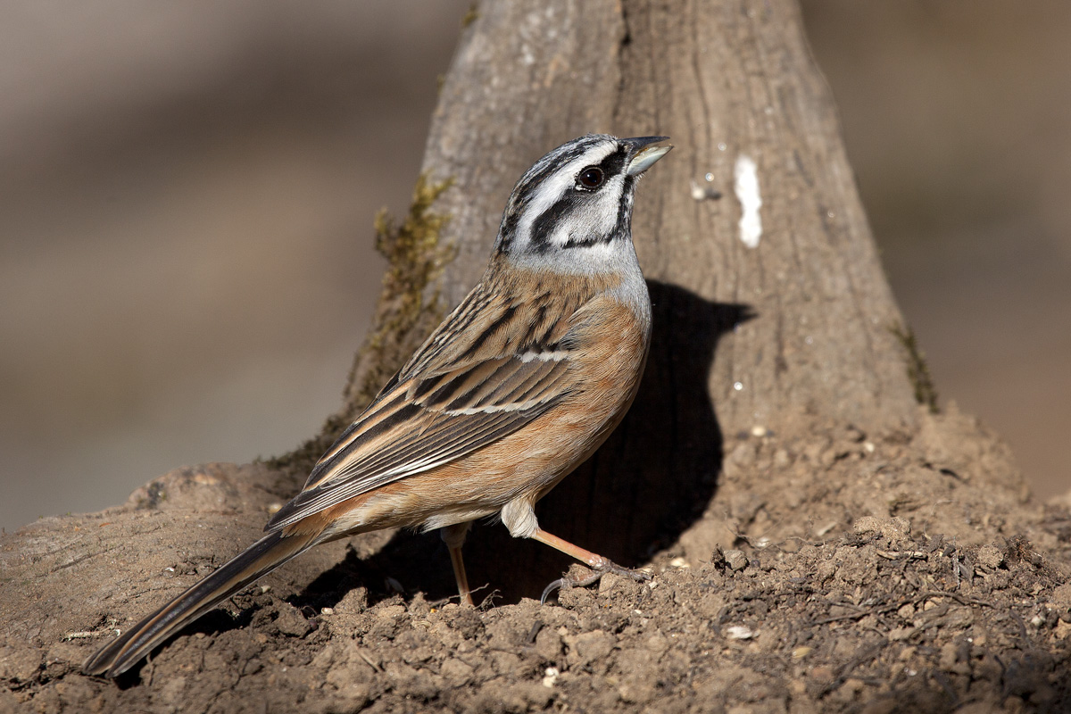 Rock Bunting