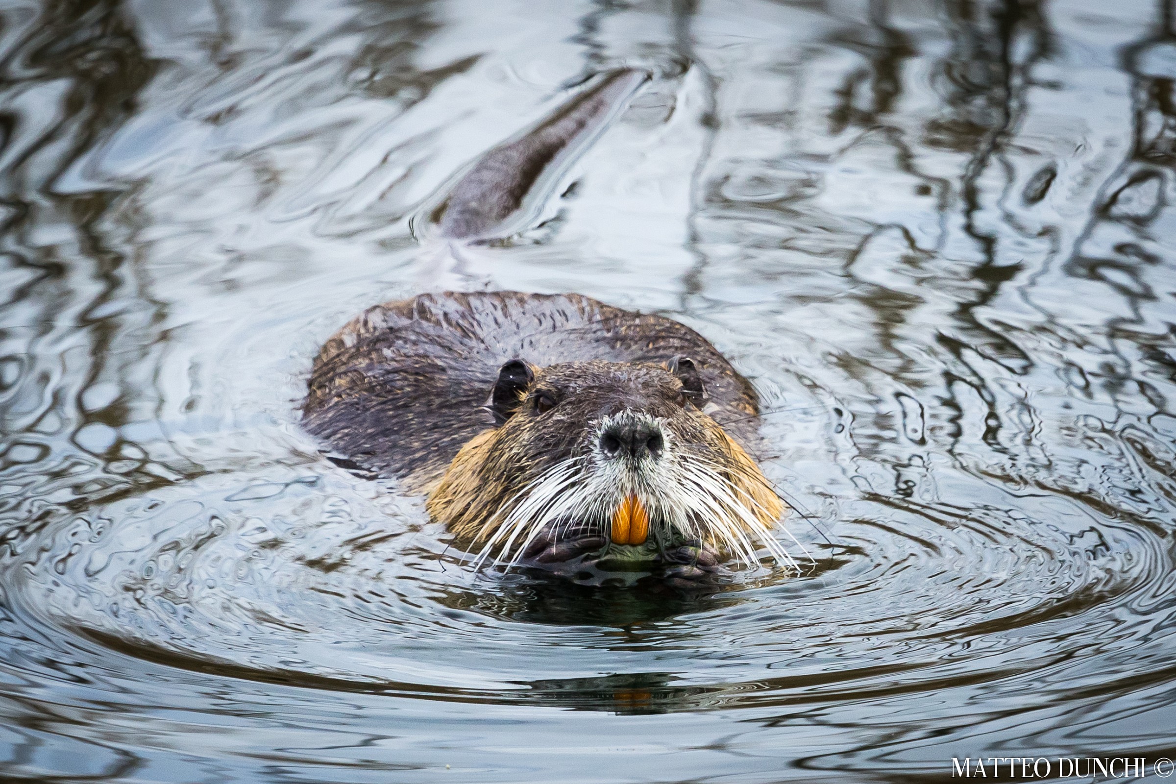 Nutria nibbling