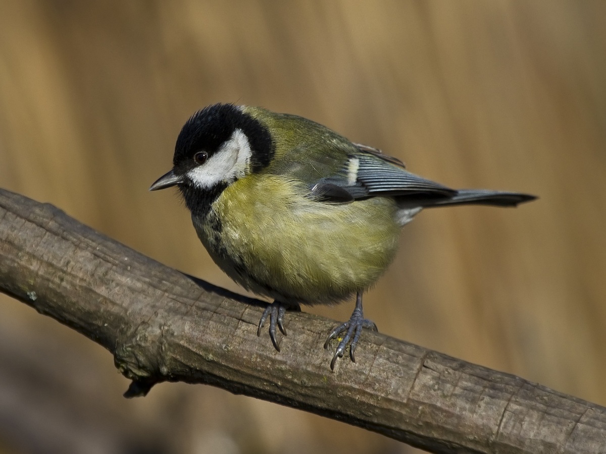 Great Tit