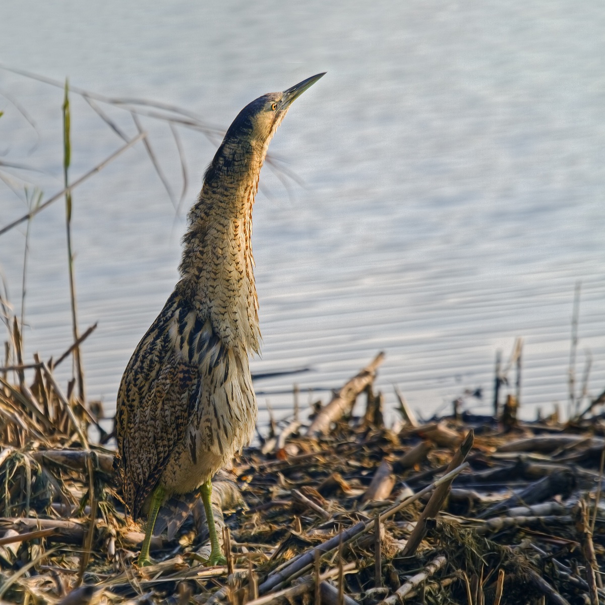 Bittern