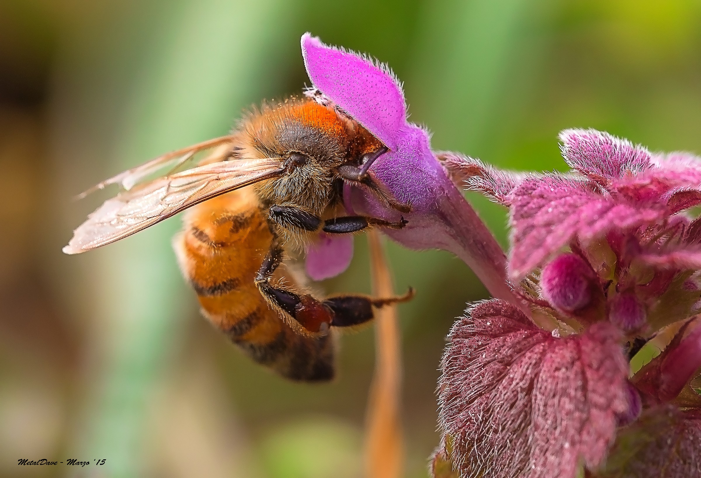 Apis Mellifera su Lamium Purpureum