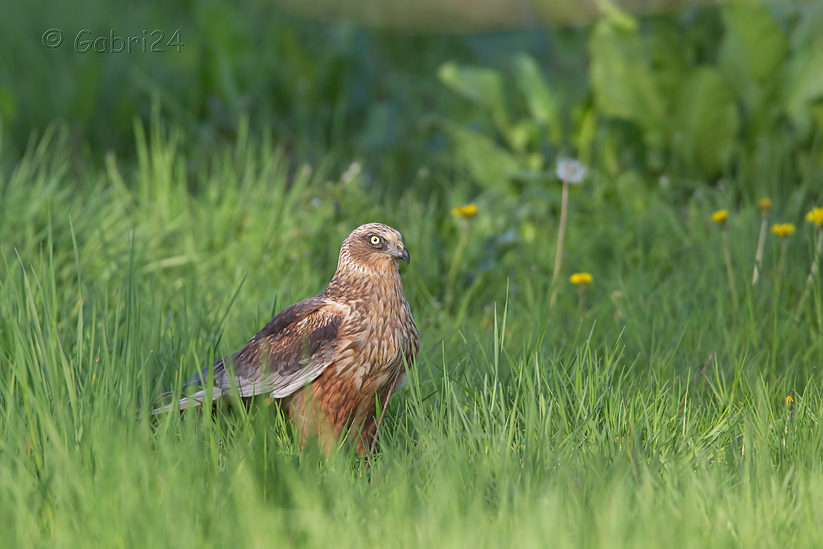 falco di palude maschio