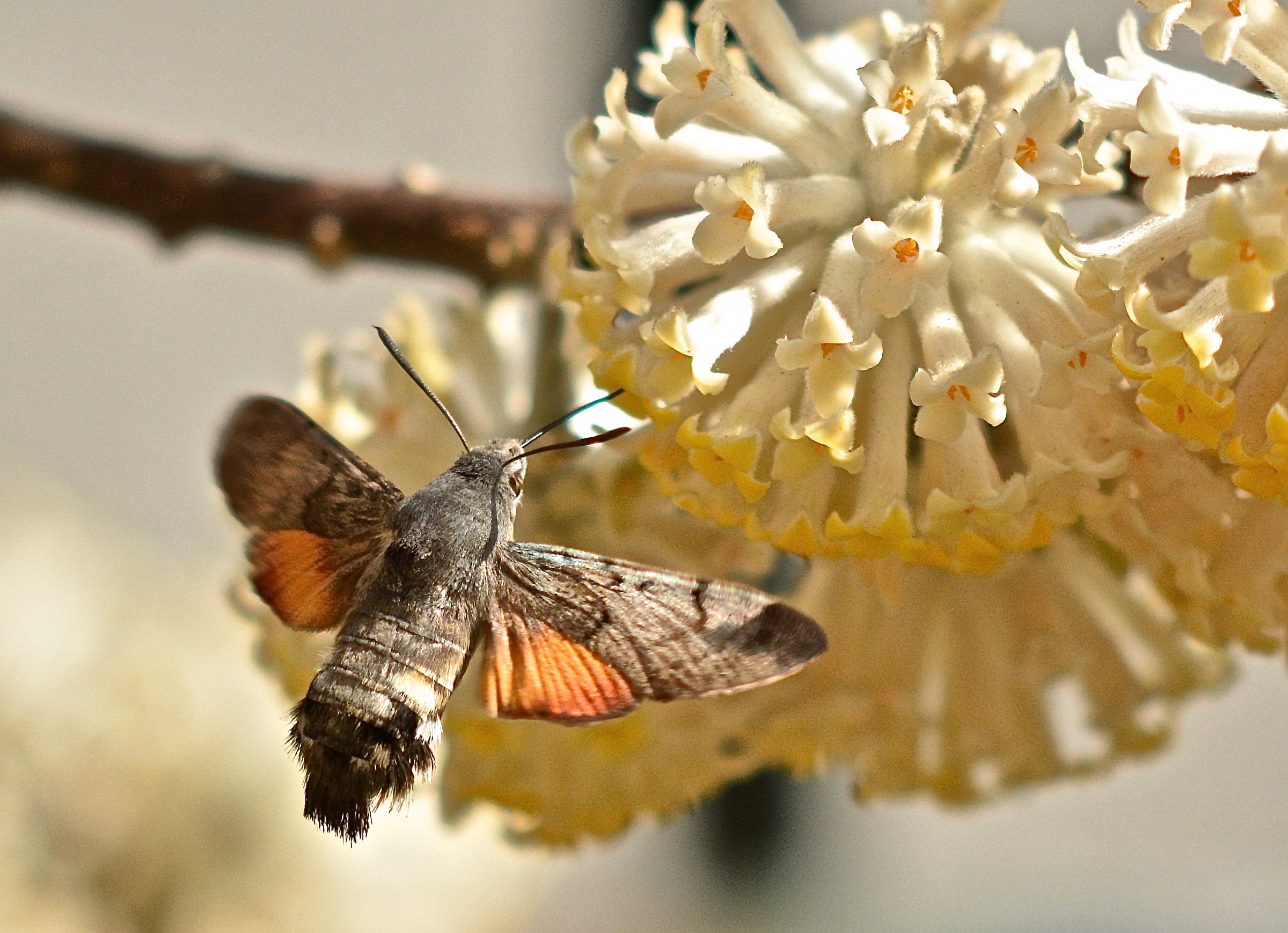 looks like a hummingbird