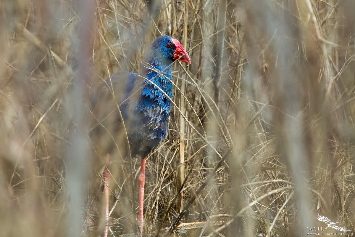 Pollo sultano infrattato