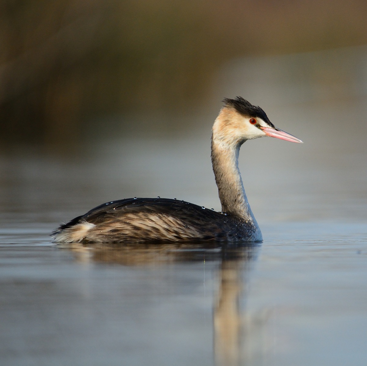 Svasso Maggiore (invernale)