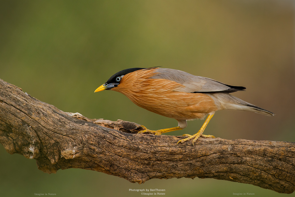 La stella: Brahminy Starling