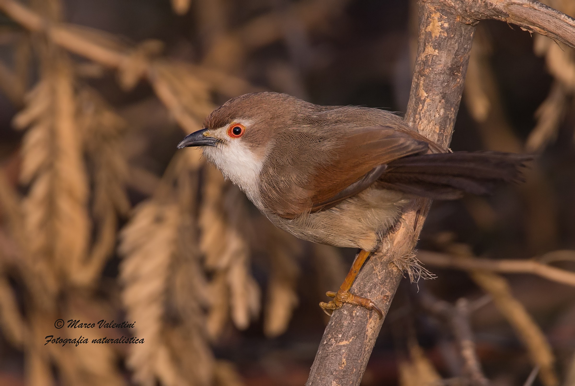Yellow-eyed babbler