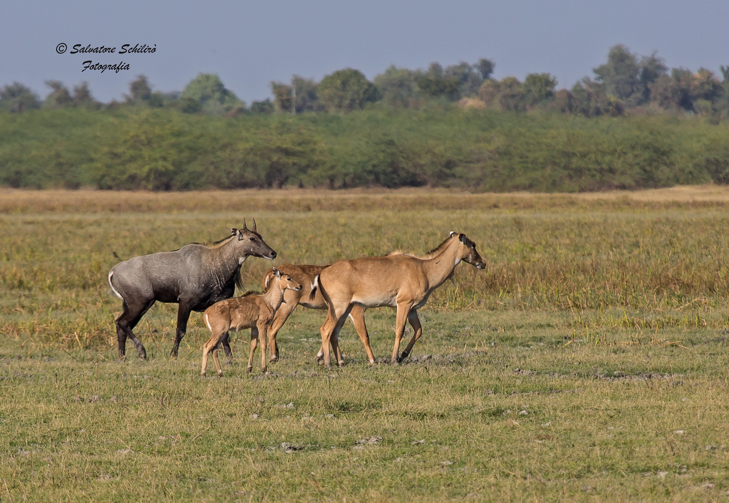 Famiglia di nilgai