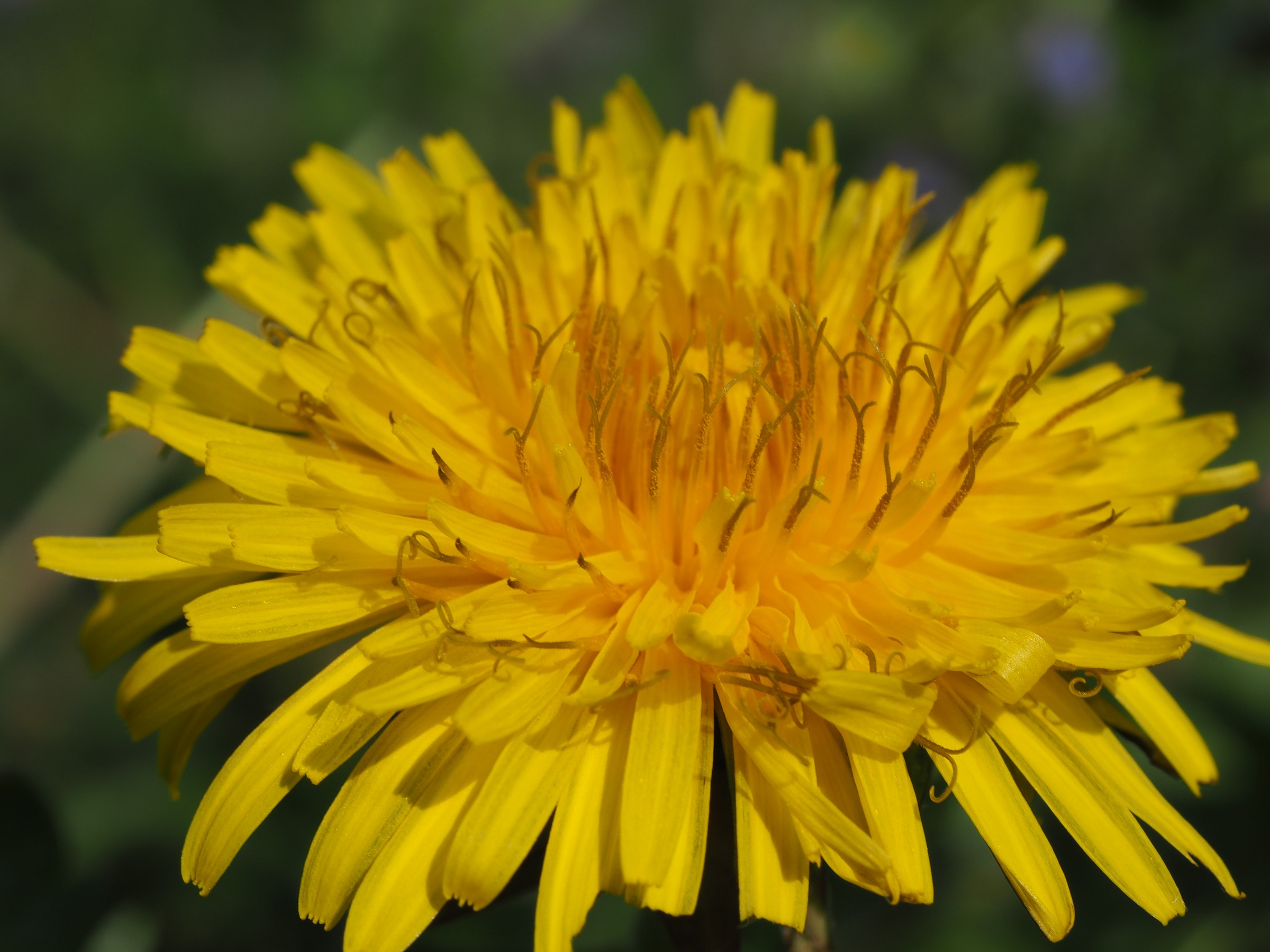 Dandelion
