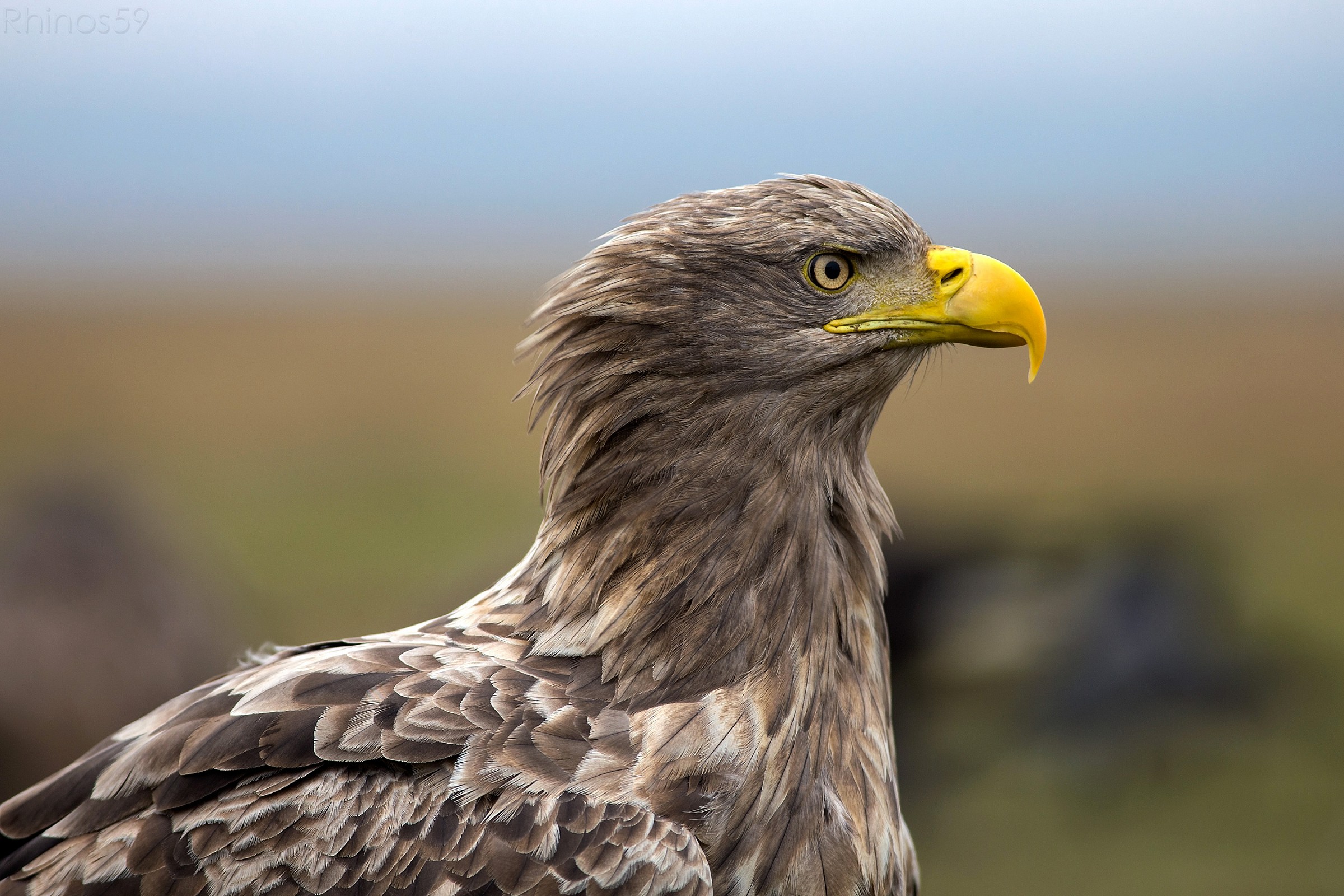 White tailed eagle portrait