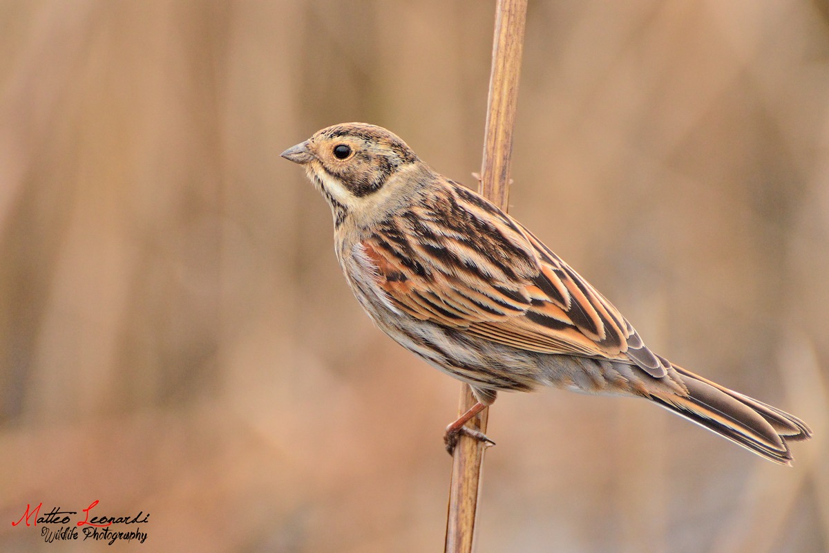 Migliarino di Palude femmina