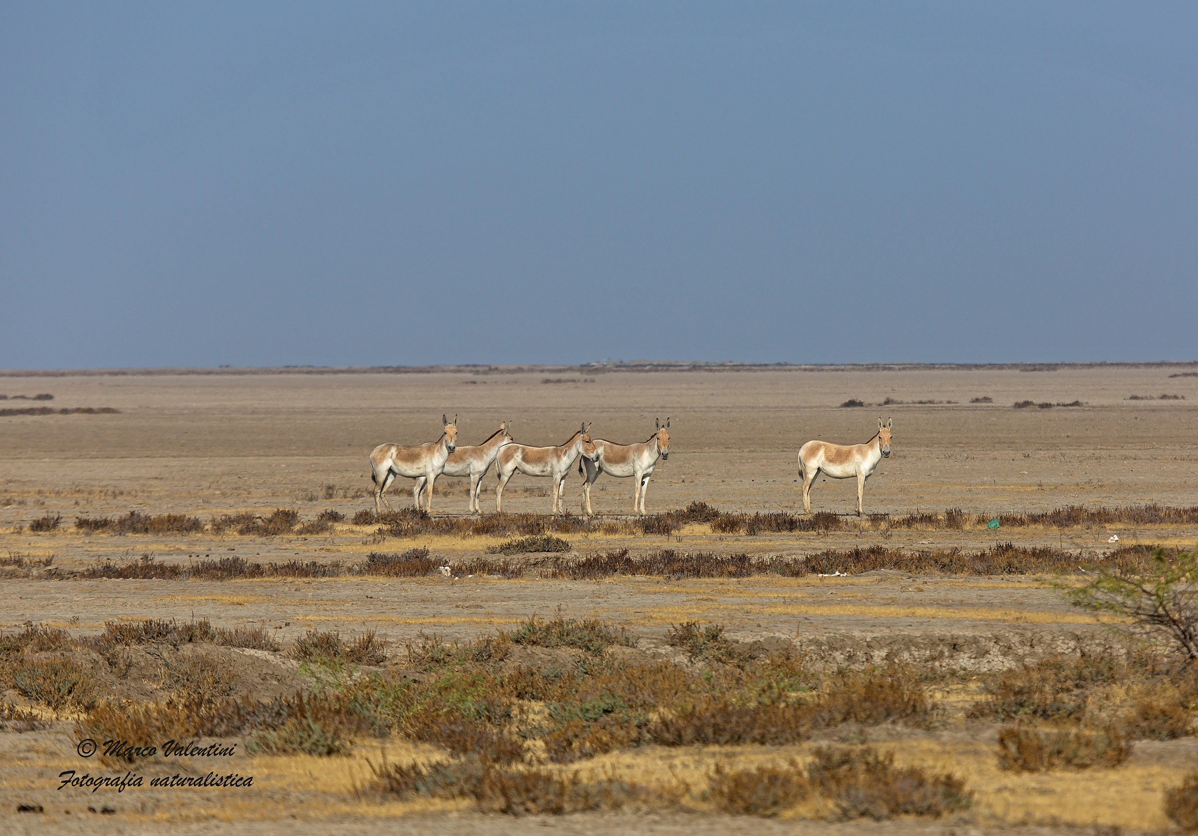 Landscape with wild asses