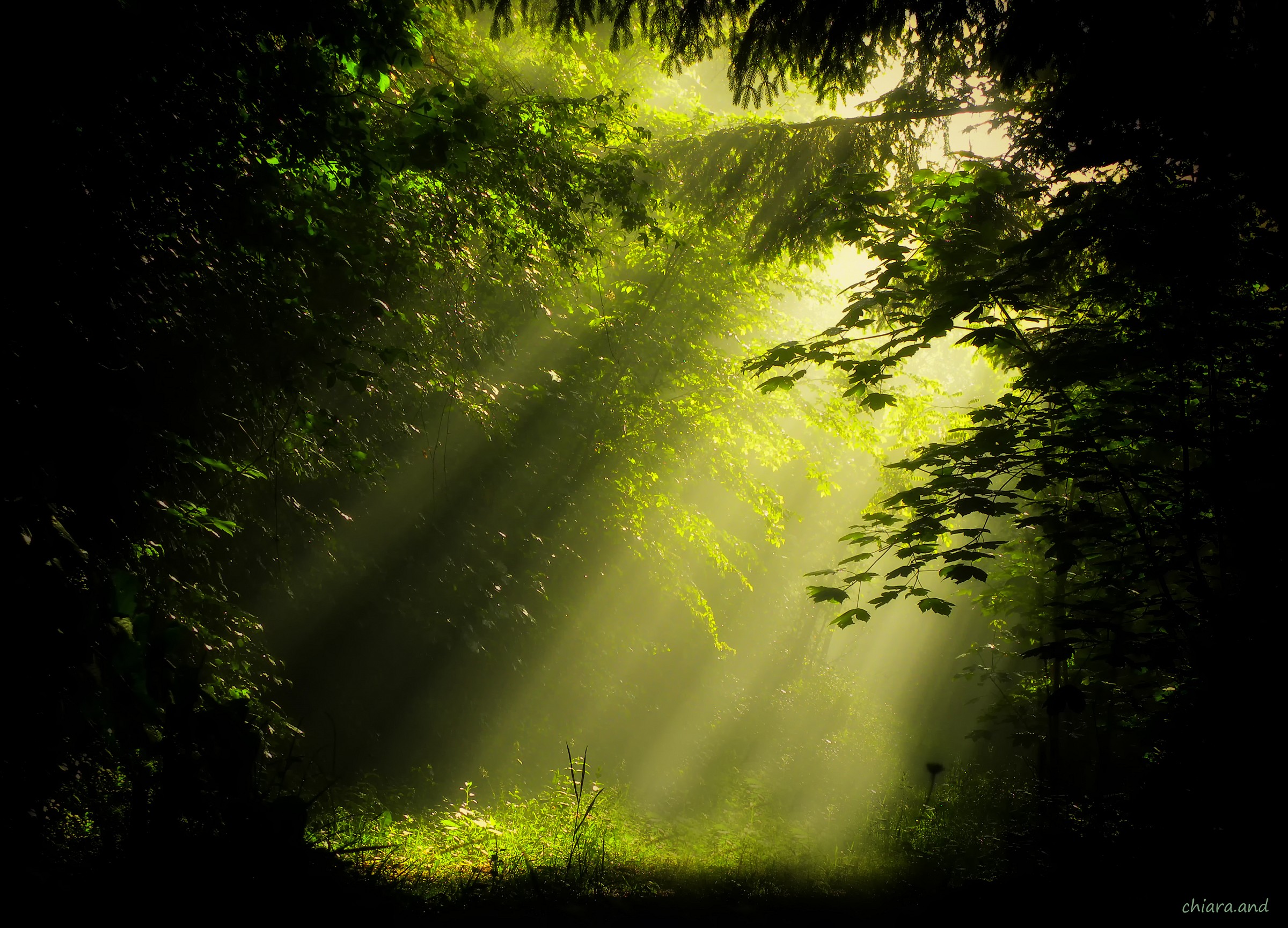 Il respiro del bosco