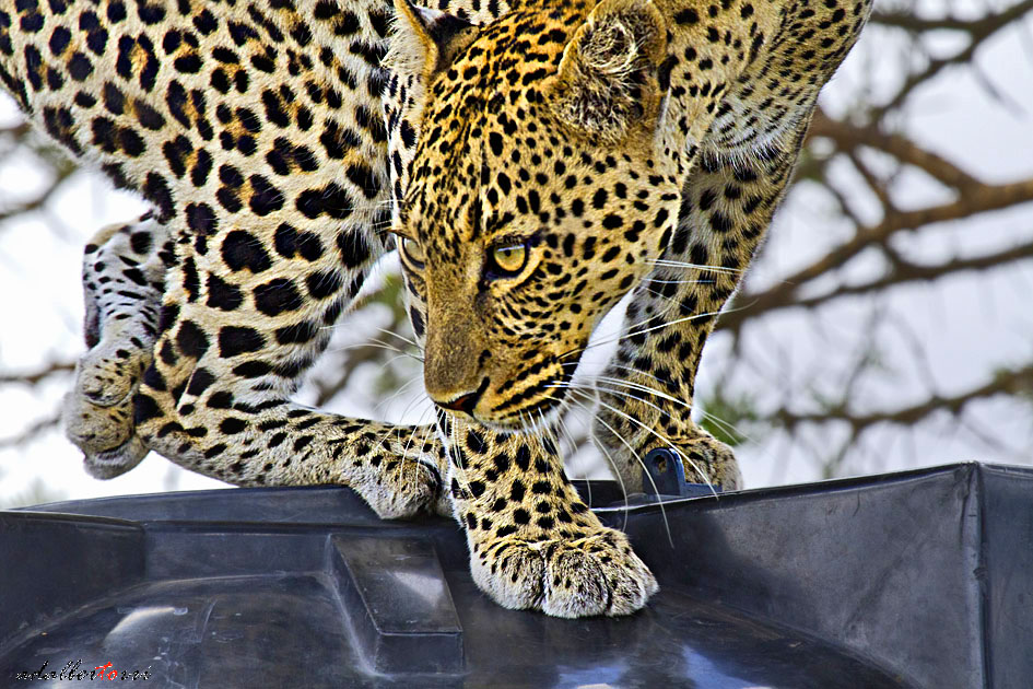 There's someone on the roof?