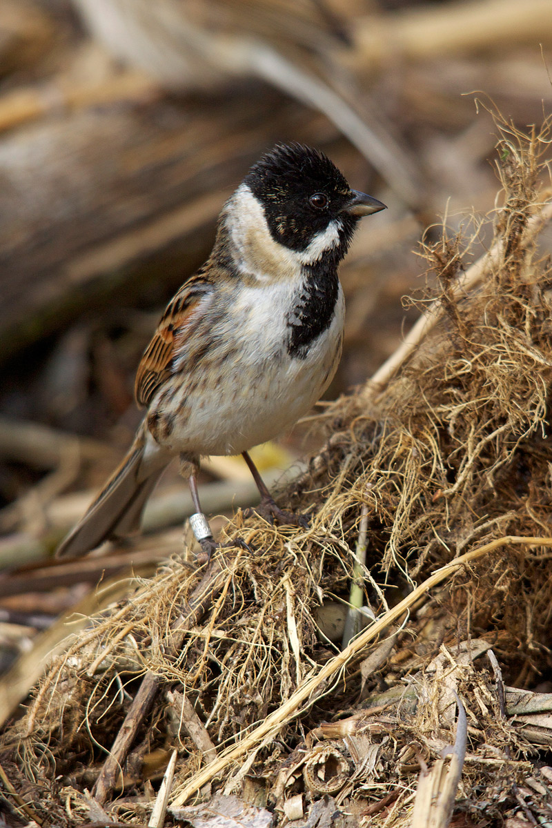 Migliarino mascio ambientato