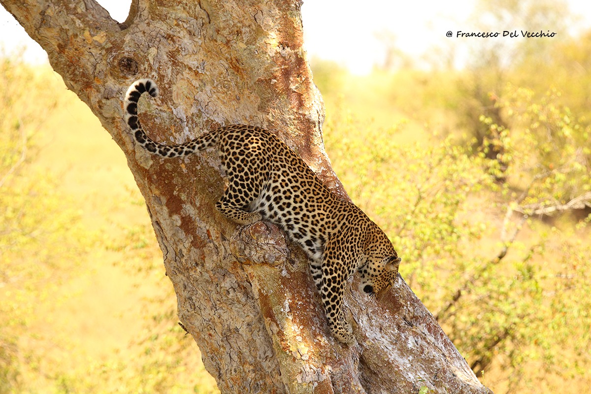 Leopardess in Rongai area