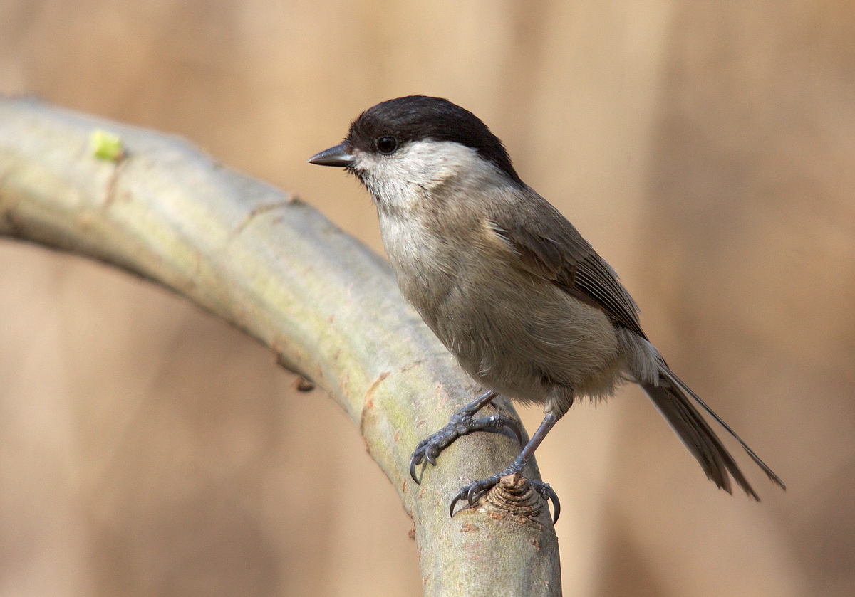 Marsh Tit