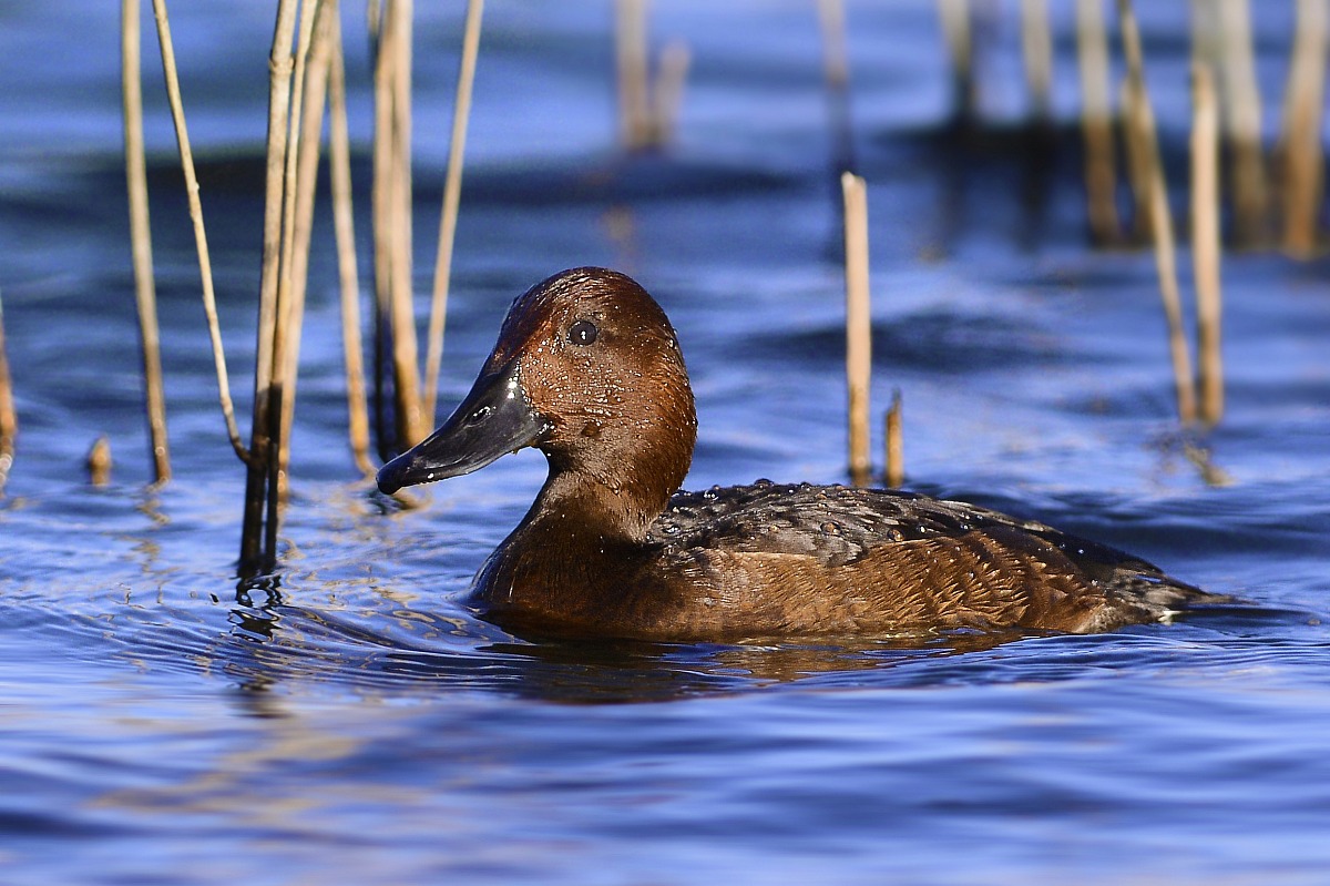 moretta tabaccata femmina