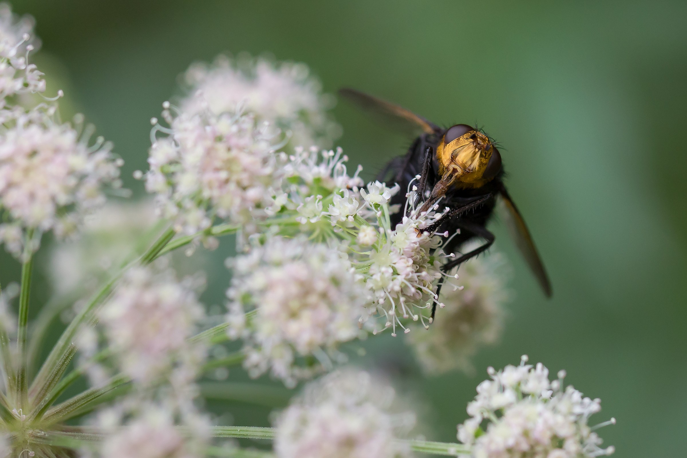 Black Fly Bouquet