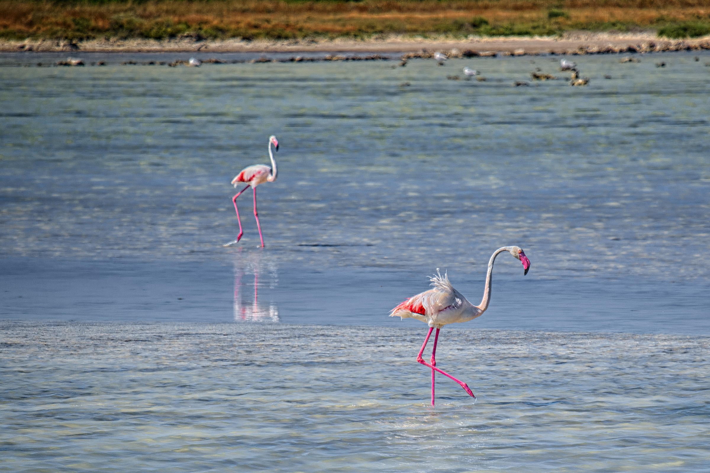 Flamingos