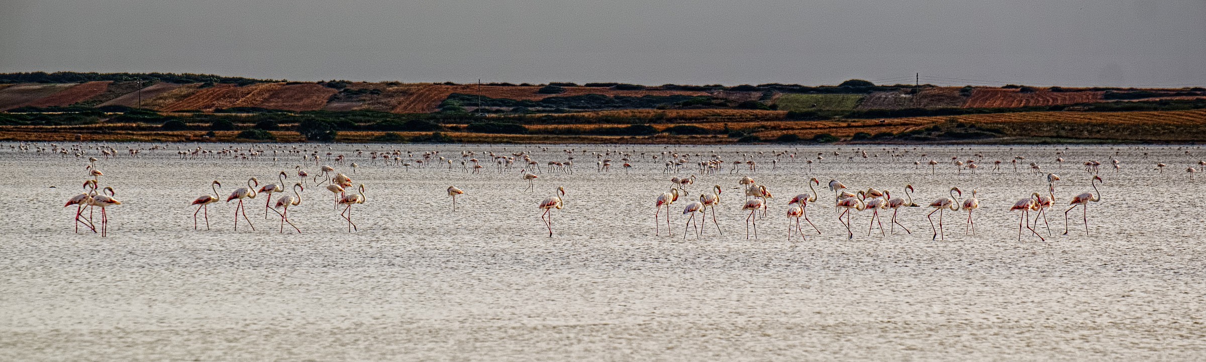 Flamingos