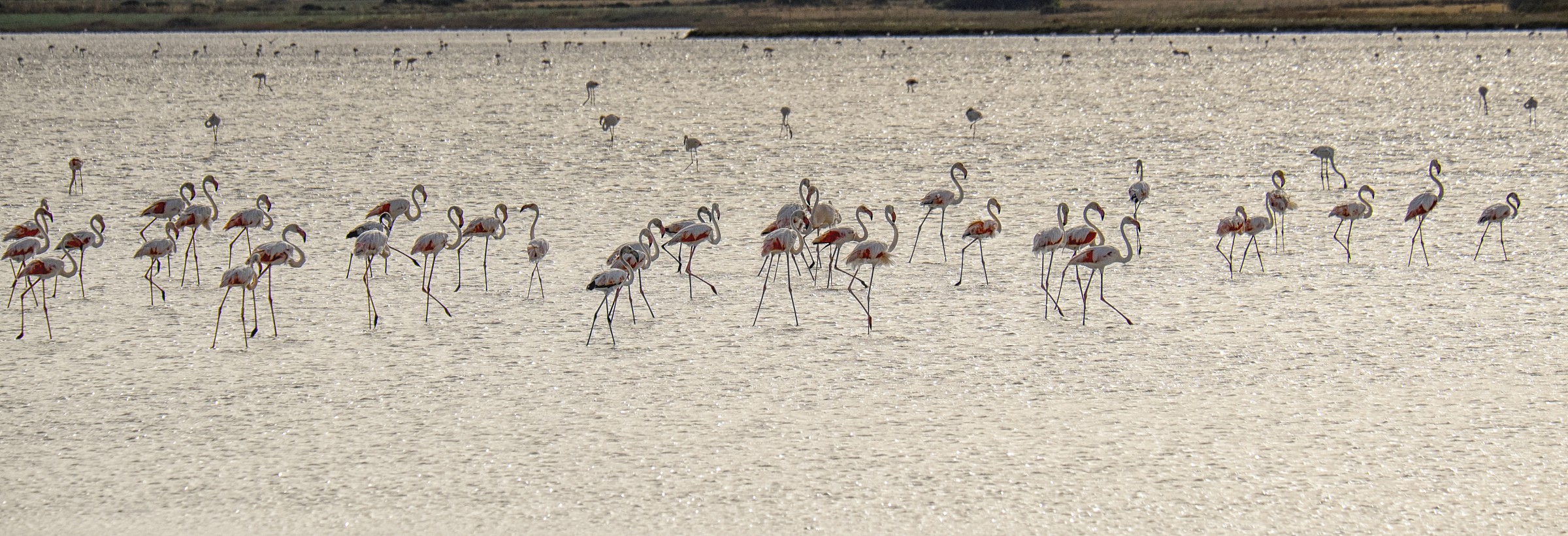 Flamingos