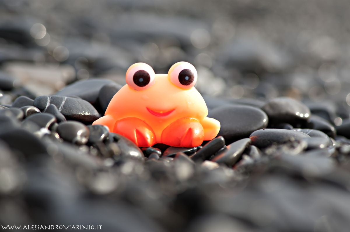 granchius primus aprilum